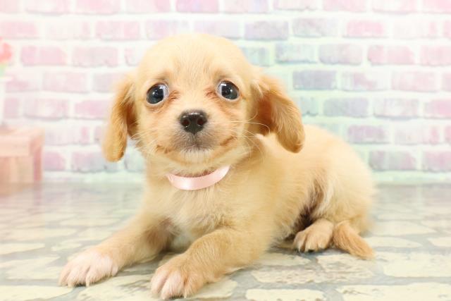 東京都のチワックス(チワワ×ダックス) (Coo&RIKU三軒茶屋店/2026年1月27日生まれ/女の子/クリームホワイト)の子犬の2枚目の画像