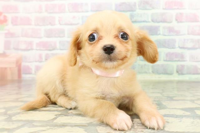 東京都のチワックス(チワワ×ダックス) (Coo&RIKU三軒茶屋店/2026年1月27日生まれ/女の子/クリームホワイト)の子犬の3枚目の画像