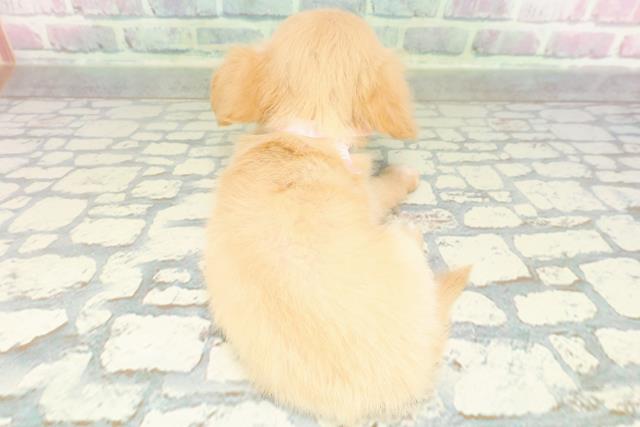 東京都のチワックス(チワワ×ダックス) (Coo&RIKU三軒茶屋店/2026年1月27日生まれ/女の子/クリームホワイト)の子犬の4枚目の画像