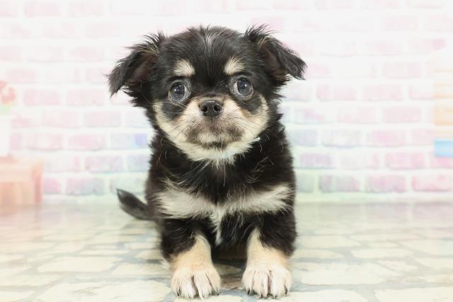 千葉県のチワワ(ロング) (Coo&RIKU市原店/2026年2月7日生まれ/男の子/ブラックタンホワイト)の子犬の1枚目の画像