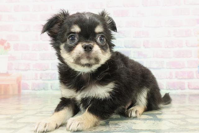 千葉県のチワワ(ロング) (Coo&RIKU市原店/2026年2月7日生まれ/男の子/ブラックタンホワイト)の子犬の2枚目の画像