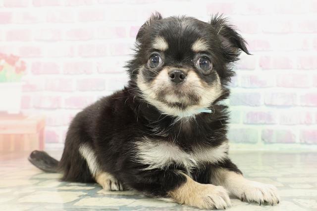 千葉県のチワワ(ロング) (Coo&RIKU市原店/2026年2月7日生まれ/男の子/ブラックタンホワイト)の子犬の3枚目の画像