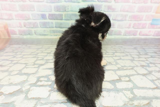 千葉県のチワワ(ロング) (Coo&RIKU市原店/2026年2月7日生まれ/男の子/ブラックタンホワイト)の子犬の4枚目の画像