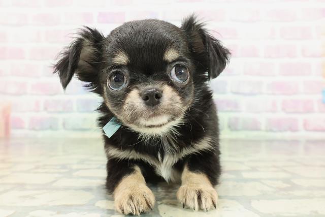 長野県のチワワ(ロング) (Coo&RIKU長野店/2026年2月7日生まれ/男の子/ブラックタンホワイト)の子犬の1枚目の画像