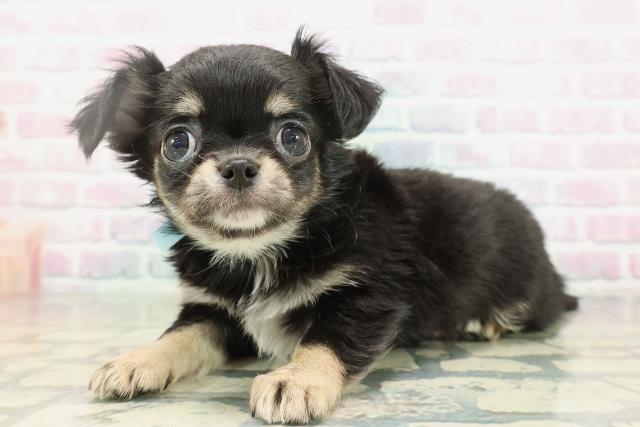 長野県のチワワ(ロング) (Coo&RIKU長野店/2026年2月7日生まれ/男の子/ブラックタンホワイト)の子犬の2枚目の画像