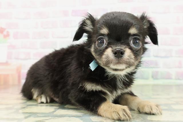 長野県のチワワ(ロング) (Coo&RIKU長野店/2026年2月7日生まれ/男の子/ブラックタンホワイト)の子犬の3枚目の画像