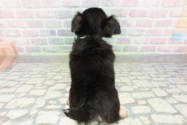 長野県のチワワ(ロング) (Coo&RIKU長野店/2026年2月7日生まれ/男の子/ブラックタンホワイト)の子犬の4枚目の画像