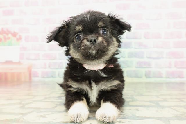 北海道のチワワ(ロング) (Coo&RIKU札幌東店/2026年2月7日生まれ/女の子/ブラックタンホワイト)の子犬