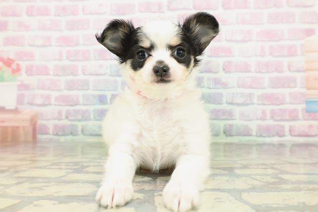 愛媛県のチワワ(ロング) (Coo&RIKU愛媛松山店/2026年2月9日生まれ/女の子/ホワイトブラックタン)の子犬の1枚目の画像