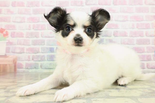 愛媛県のチワワ(ロング) (Coo&RIKU愛媛松山店/2026年2月9日生まれ/女の子/ホワイトブラックタン)の子犬の2枚目の画像