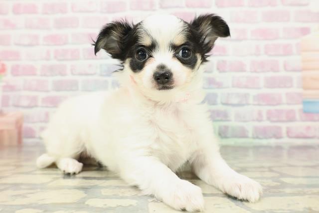 愛媛県のチワワ(ロング) (Coo&RIKU愛媛松山店/2026年2月9日生まれ/女の子/ホワイトブラックタン)の子犬の3枚目の画像