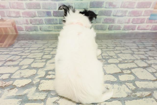 愛媛県のチワワ(ロング) (Coo&RIKU愛媛松山店/2026年2月9日生まれ/女の子/ホワイトブラックタン)の子犬の4枚目の画像