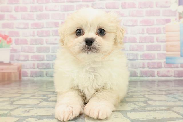 北海道のペキプー(ペキニーズ×プードル) (Coo&RIKU函館店/2026年2月9日生まれ/女の子/クリームホワイト)の子犬