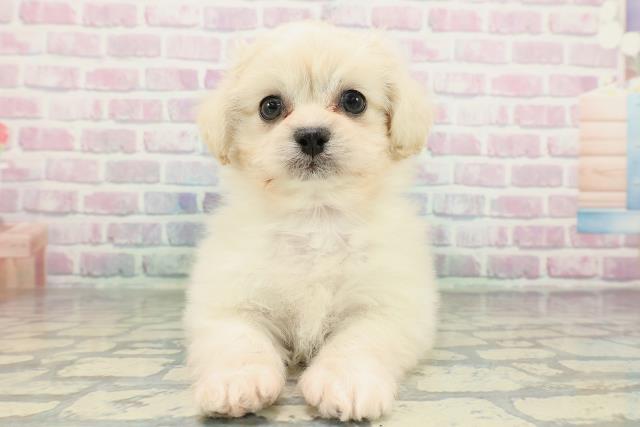 北海道のペキプー(ペキニーズ×プードル) (Coo&RIKU札幌東店/2026年2月9日生まれ/女の子/クリーム)の子犬