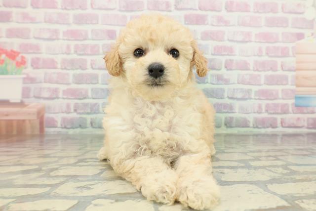 福島県のトイプードル(トイ) (Coo&RIKU郡山店/2026年2月9日生まれ/女の子/クリーム)の子犬の1枚目の画像