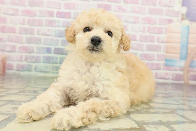 福島県のトイプードル(トイ) (Coo&RIKU郡山店/2026年2月9日生まれ/女の子/クリーム)の子犬の2枚目の画像