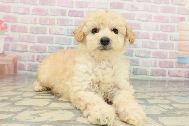 福島県のトイプードル(トイ) (Coo&RIKU郡山店/2026年2月9日生まれ/女の子/クリーム)の子犬の3枚目の画像