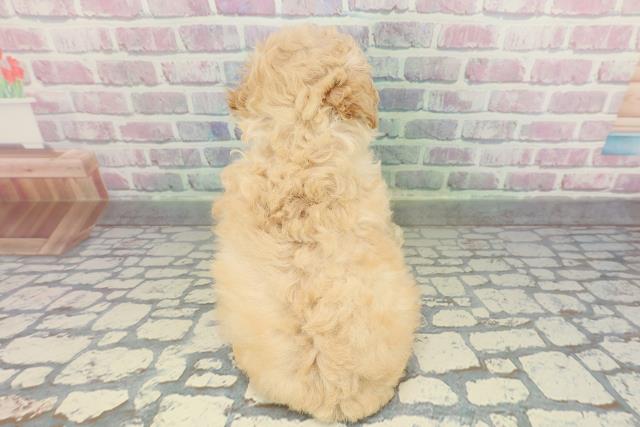 福島県のトイプードル(トイ) (Coo&RIKU郡山店/2026年2月9日生まれ/女の子/クリーム)の子犬の4枚目の画像