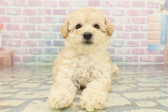 北海道のトイプードル(トイ) (Coo&RIKU函館店/2026年2月9日生まれ/女の子/クリーム)の子犬の1枚目の画像