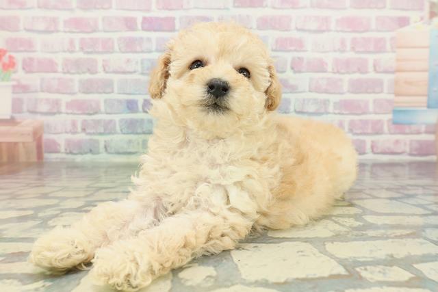 北海道のトイプードル(トイ) (Coo&RIKU函館店/2026年2月9日生まれ/女の子/クリーム)の子犬の2枚目の画像