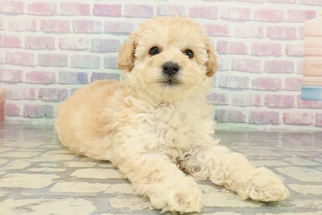 北海道のトイプードル(トイ) (Coo&RIKU函館店/2026年2月9日生まれ/女の子/クリーム)の子犬の3枚目の画像