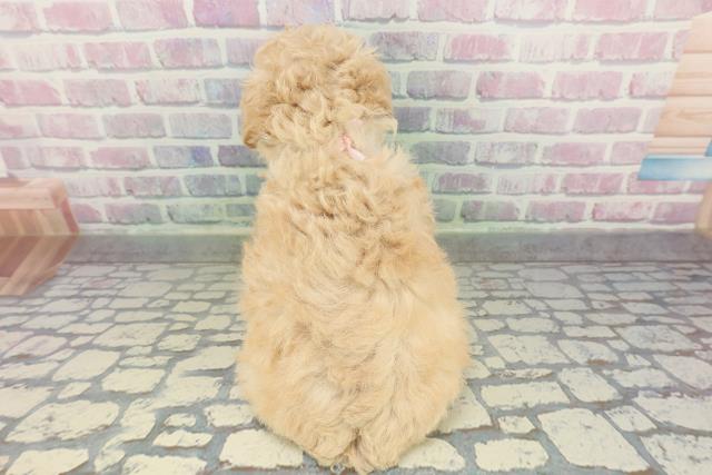 北海道のトイプードル(トイ) (Coo&RIKU函館店/2026年2月9日生まれ/女の子/クリーム)の子犬の4枚目の画像