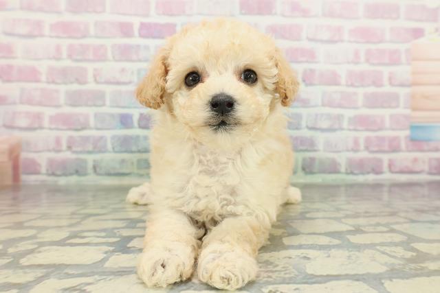 北海道のトイプードル(トイ) (Coo&RIKU札幌東店/2026年2月9日生まれ/女の子/クリーム)の子犬