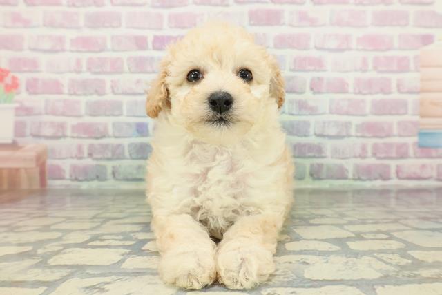 山形県のトイプードル(トイ) (Coo&RIKU山形店/2026年2月9日生まれ/男の子/クリーム)の子犬の1枚目の画像