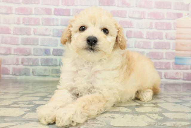 山形県のトイプードル(トイ) (Coo&RIKU山形店/2026年2月9日生まれ/男の子/クリーム)の子犬の2枚目の画像