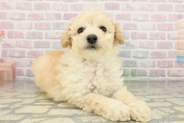 山形県のトイプードル(トイ) (Coo&RIKU山形店/2026年2月9日生まれ/男の子/クリーム)の子犬の3枚目の画像