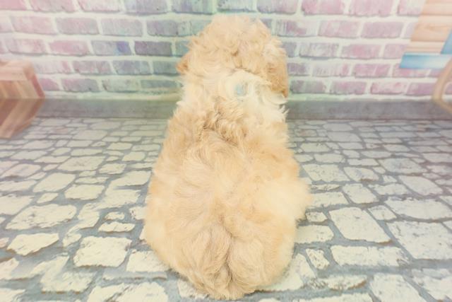 山形県のトイプードル(トイ) (Coo&RIKU山形店/2026年2月9日生まれ/男の子/クリーム)の子犬の4枚目の画像