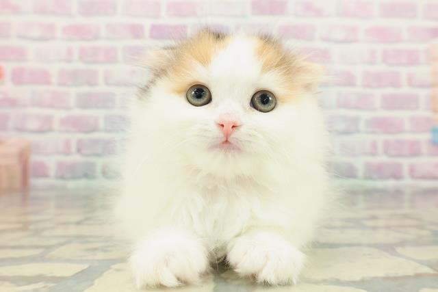 東京都のスコティッシュフォールド (Coo&RIKU下北沢店/2026年2月9日生まれ/女の子/キャリコ)の子猫