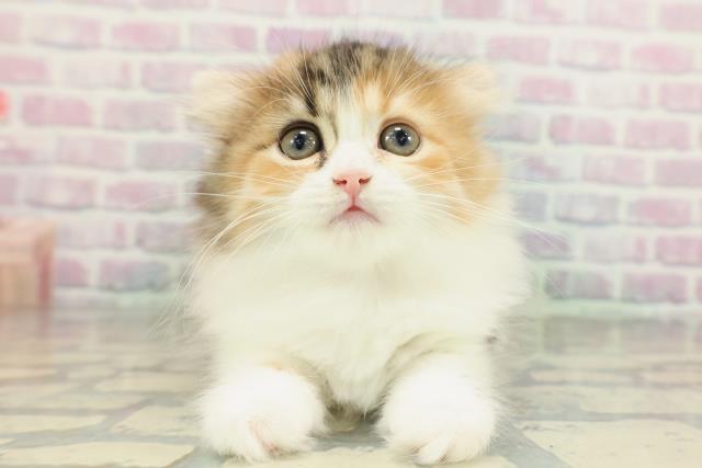 東京都のスコティッシュフォールド (Coo&RIKU浅草店/2026年2月9日生まれ/女の子/キャリコ)の子猫の1枚目の画像
