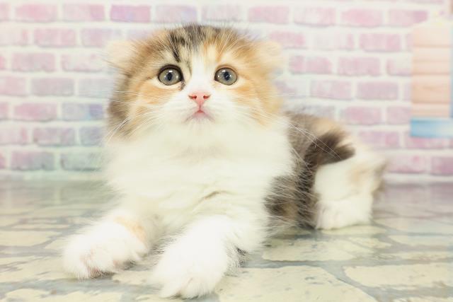 東京都のスコティッシュフォールド (Coo&RIKU浅草店/2026年2月9日生まれ/女の子/キャリコ)の子猫の2枚目の画像