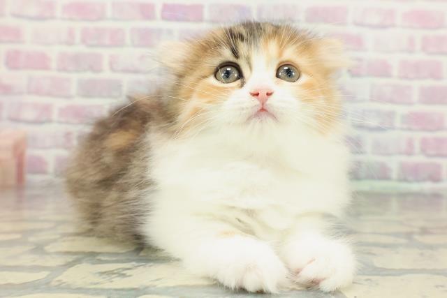東京都のスコティッシュフォールド (Coo&RIKU浅草店/2026年2月9日生まれ/女の子/キャリコ)の子猫の3枚目の画像