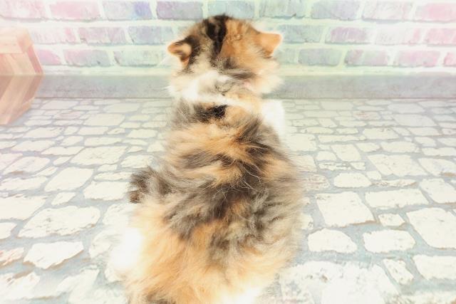 東京都のスコティッシュフォールド (Coo&RIKU浅草店/2026年2月9日生まれ/女の子/キャリコ)の子猫の4枚目の画像