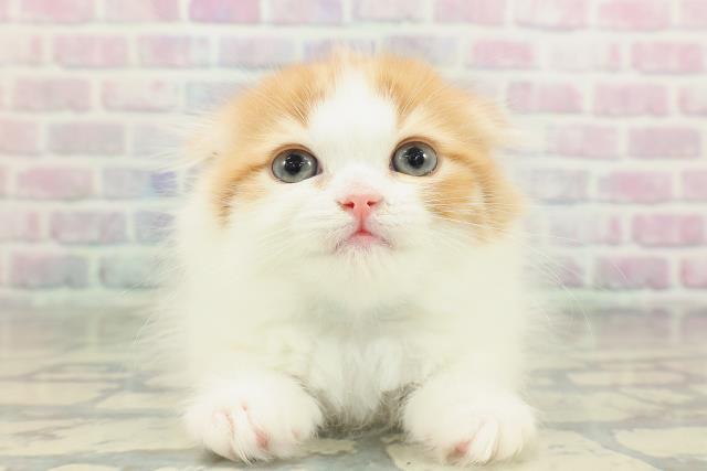 スコティッシュフォールド