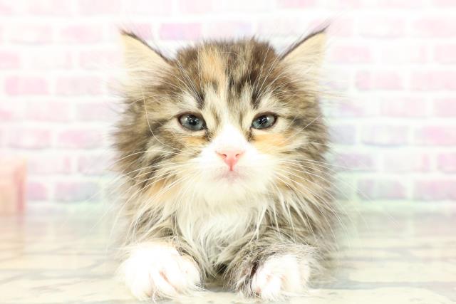 福島県のサイベリアン (Coo&RIKU福島店/2026年2月7日生まれ/女の子/ブラウンパッチドタビーホワイト)の子猫の1枚目の画像