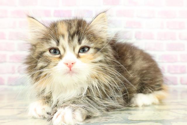 福島県のサイベリアン (Coo&RIKU福島店/2026年2月7日生まれ/女の子/ブラウンパッチドタビーホワイト)の子猫の2枚目の画像