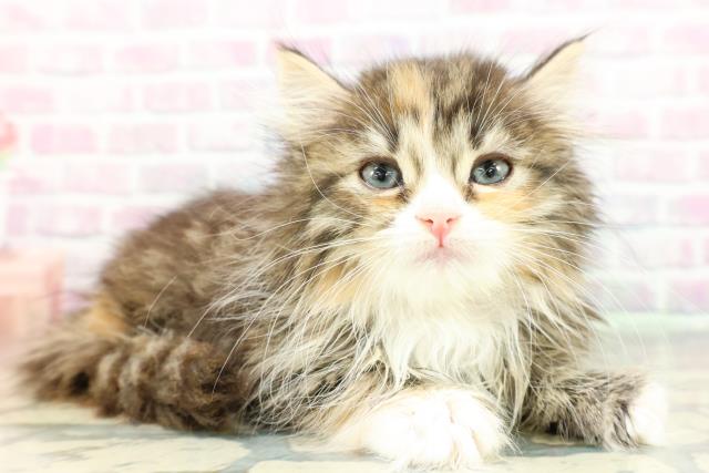 福島県のサイベリアン (Coo&RIKU福島店/2026年2月7日生まれ/女の子/ブラウンパッチドタビーホワイト)の子猫の3枚目の画像