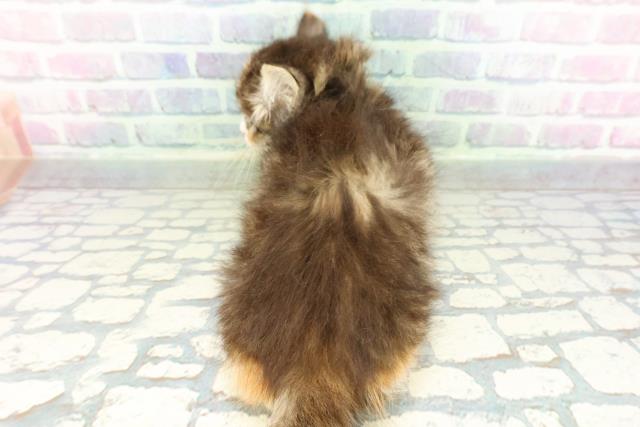 福島県のサイベリアン (Coo&RIKU福島店/2026年2月7日生まれ/女の子/ブラウンパッチドタビーホワイト)の子猫の4枚目の画像