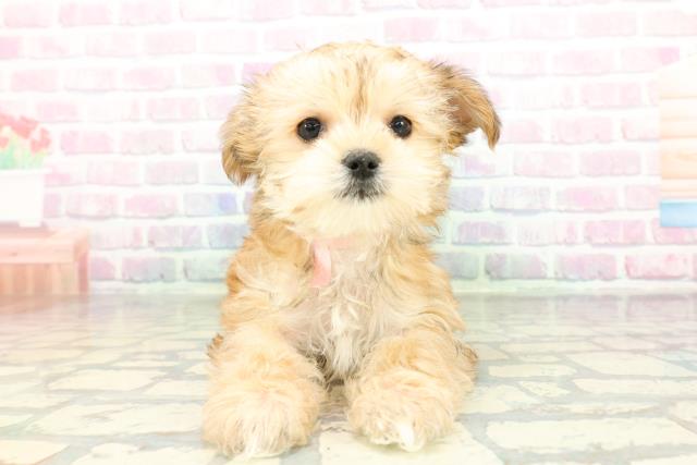 北海道のマルキー/マルヨーキー(マルチーズ×ヨークシャーテリア) (Coo&RIKU苫小牧店/2026年1月30日生まれ/女の子/レッド)の子犬