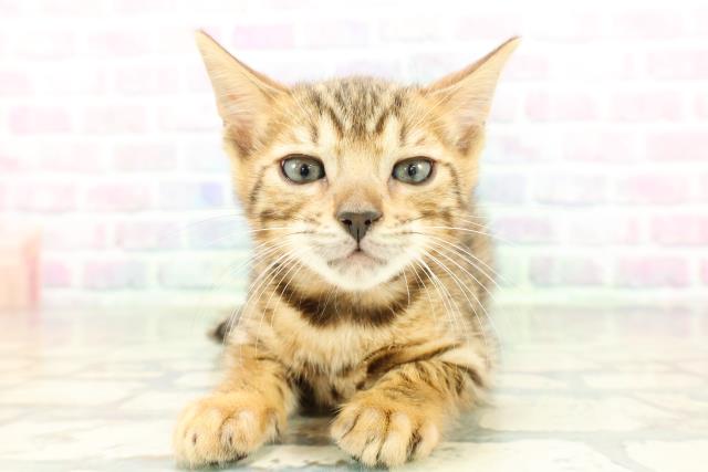 北海道のベンガル (Coo&RIKU帯広店/2026年2月5日生まれ/女の子/ブラウンスポットタビー)の子猫