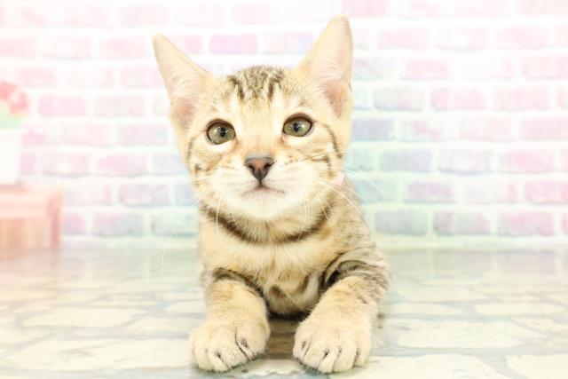 北海道のベンガル (Coo&RIKU札幌東店/2026年2月5日生まれ/女の子/ブラウンスポットタビー)の子猫