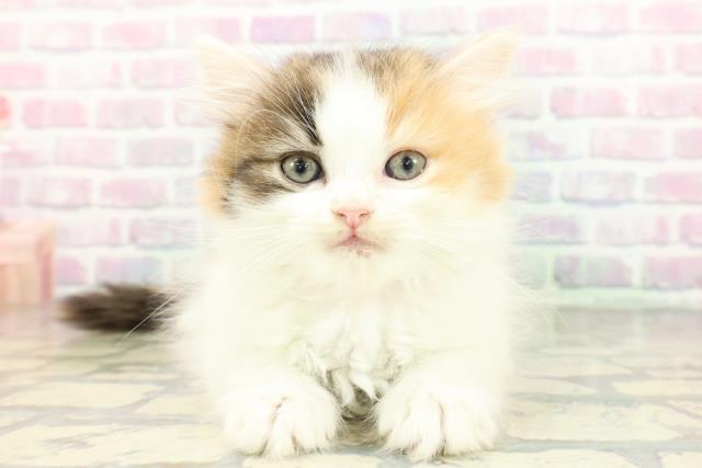 兵庫県のミヌエット (Coo&RIKU尼崎店/2026年2月7日生まれ/女の子/キャリコ)の子猫の1枚目の画像