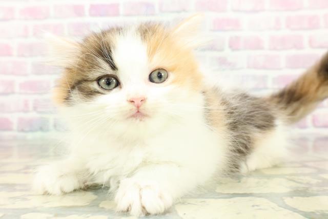 兵庫県のミヌエット (Coo&RIKU尼崎店/2026年2月7日生まれ/女の子/キャリコ)の子猫の2枚目の画像