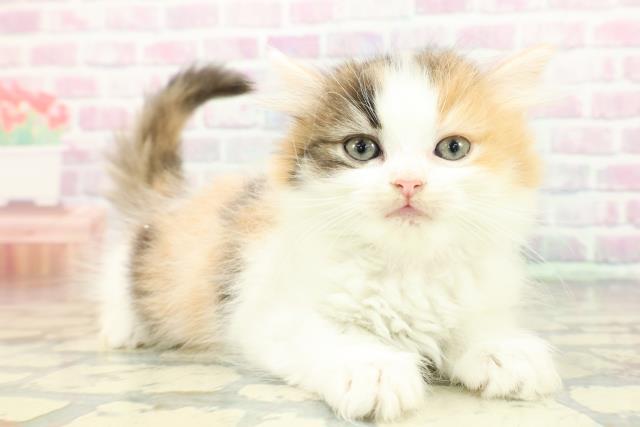 兵庫県のミヌエット (Coo&RIKU尼崎店/2026年2月7日生まれ/女の子/キャリコ)の子猫の3枚目の画像