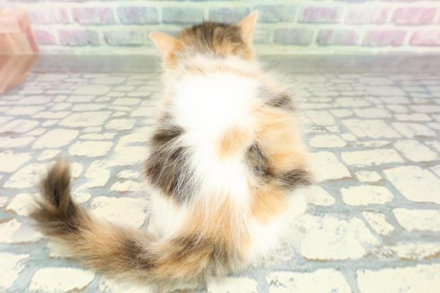 兵庫県のミヌエット (Coo&RIKU尼崎店/2026年2月7日生まれ/女の子/キャリコ)の子猫の4枚目の画像