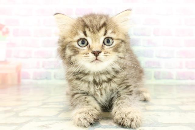 兵庫県のミヌエット (Coo&RIKU三木店/2026年2月7日生まれ/男の子/ブラウンタビー)の子猫の1枚目の画像