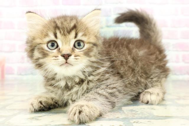 兵庫県のミヌエット (Coo&RIKU三木店/2026年2月7日生まれ/男の子/ブラウンタビー)の子猫の2枚目の画像